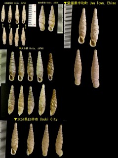 ホウヨギセル 豊予煙管 Mesophaedusa hooyoensis small