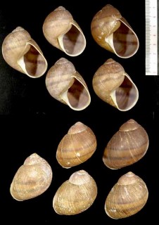 ヤッコマイマイの一種 Helicophanta oviformis small