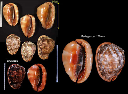 マンボウガイ Cypraecassis rufa small