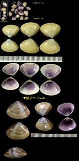 ヒメバカガイ Mactra crossei small
