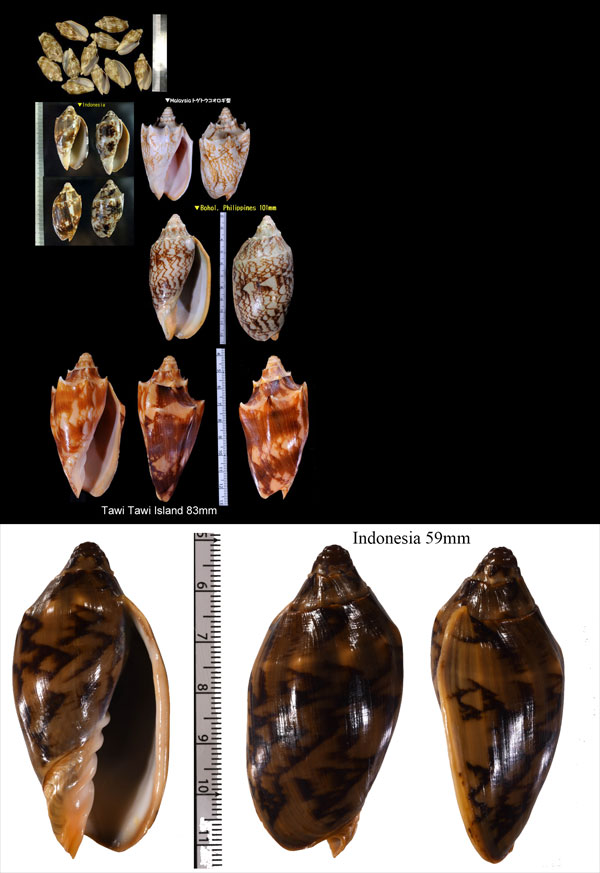 トウコオロギボラ Cymbiola vespertilio small