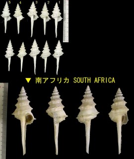 アフリカイトグルマ (ケープイトグルマ) Columbarium eastwoodae small