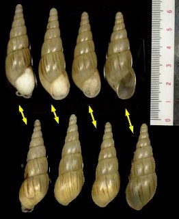 パイプフデマイマイ Clavator moreleti small
