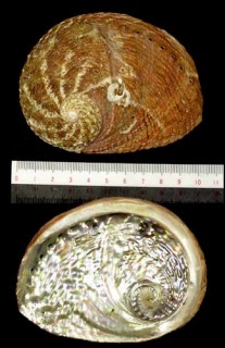 オーストラリアトコブシ Haliotis roei small