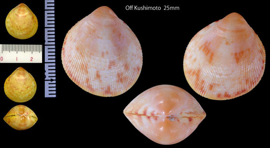 ヒガノコザル Acrosterigma transcendens small