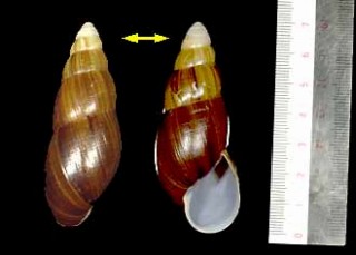 ジョンソンフデマイマイ Clavator johnsoni small
