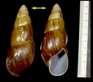 ダイオウフデマイマイ Clavator eximius small