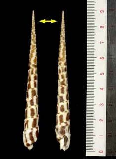アデヤカギリ Terebra commaculata small