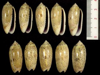 マダガスカルマクラ Oliva sairosa small