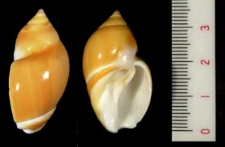 ヒメコガネリュウグウボタル Ancilla lienardi small