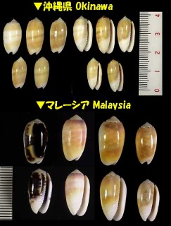 ヒナマクラ 雛枕 Oliva carneola small