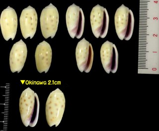 ルリグチマクラ Oliva tessellata small