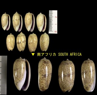 キャロルマクラ Oliva caroliniana small