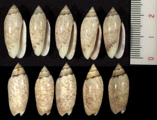 アフリカマクラ Oliva leonardhilli small