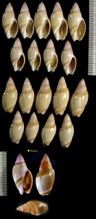 タカサゴボタル Amalda mamillata small