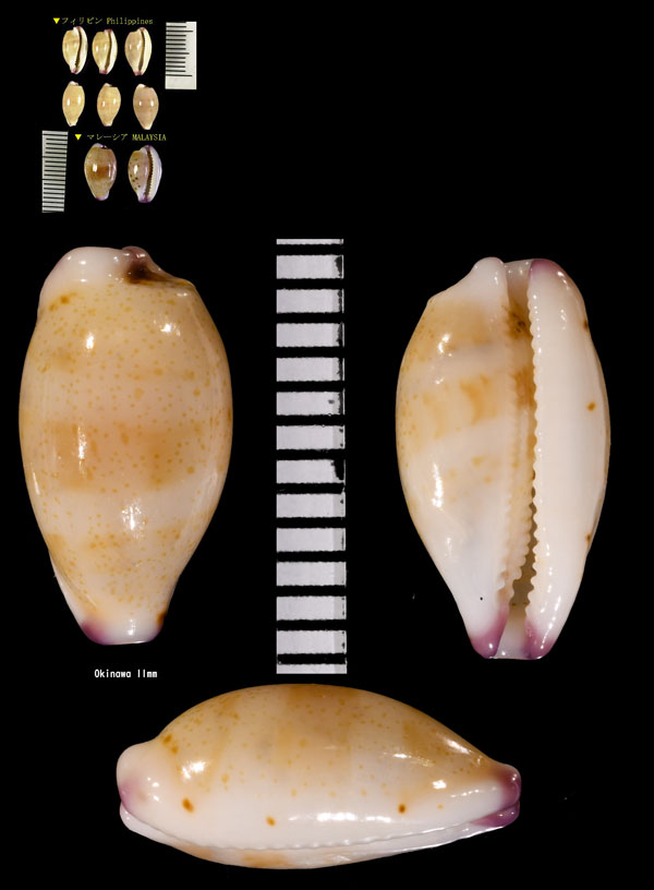 ヒナメダカラ Purpuradusta microdon small