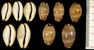 ゾウゲダカラ Luria lurida small
