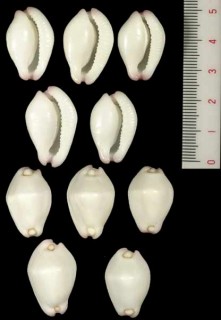ボタンウミウサギ Calpurnus verrucosus small