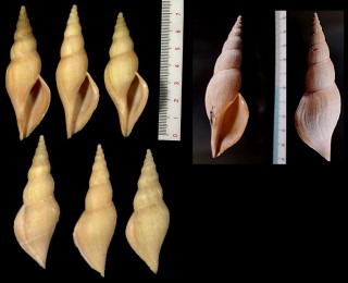 ニセタケノコボラ Fusivoluta clarkei small
