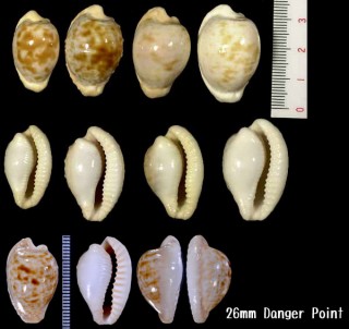 ウスグモダカラ Cypraea coronata small