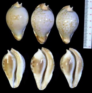 カプリコンダカラ Cypraea capricornica small
