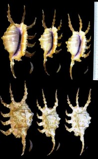 インドフシデサソリ Lambis scorpius indomaris small