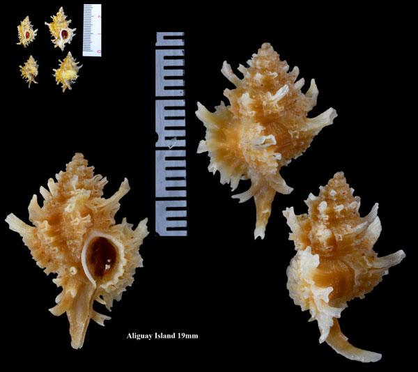 ユディタヨウラク Favartia judithae small