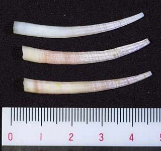ウツクシガイ Dentalium mutabile inaequicostatum small