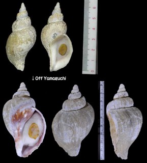 キジビキカミオボラ 木地挽神尾法螺 Volutopsius furukawai small