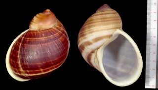 ファラファンガヤッコマイマイ Helicophanta farafanga small