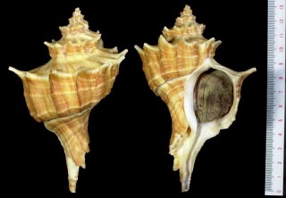 ベルチャーニシ Forreria belcheri small