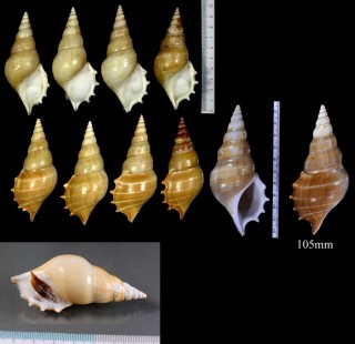 ベンガルソデボラ Tibia delicatula small
