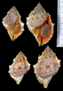 ショウジョウミヤコボラ Bufonaria foliata small