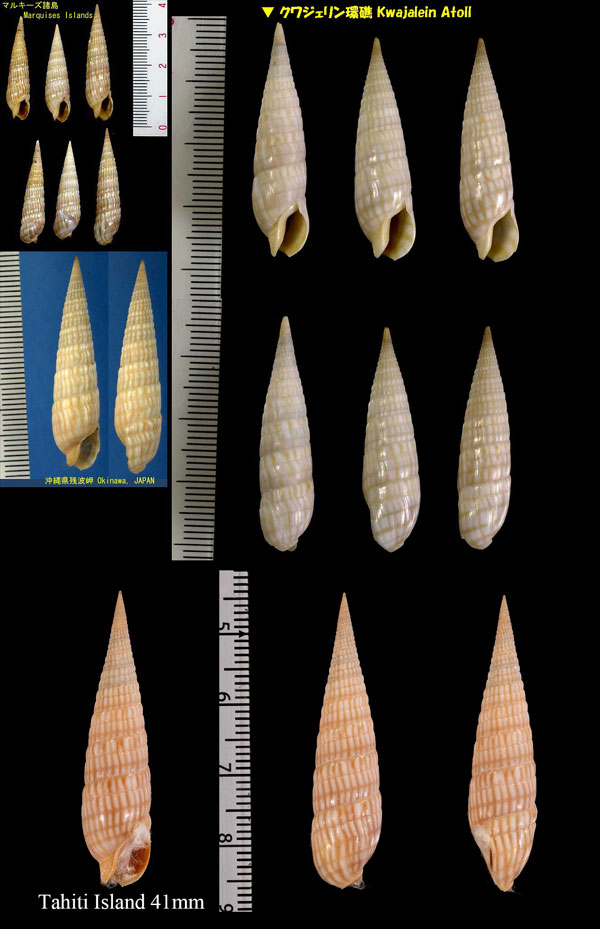 カニモリタケ Terebra cerithina small