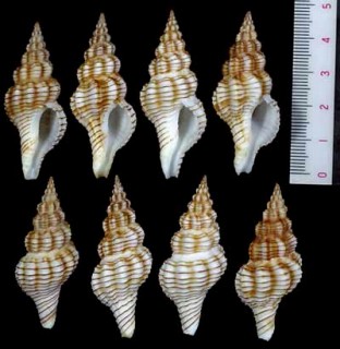 イトヒキニシキニナ Latirus filosus small
