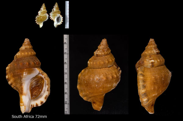ナンアイワボラ Ranella australasia gemmifera small