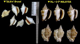 オハグロシドロ Dolomena pulchella small