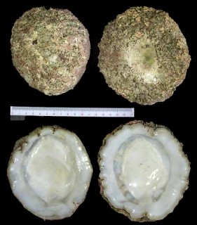 キボウホウカサガイ Patella tabularis small