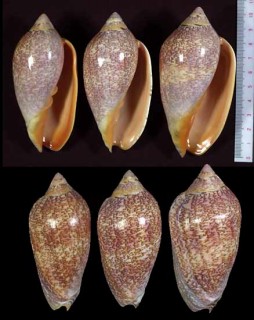 シモフリニンギョウボラ Amoria exoptanda small