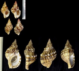 ゴウシュウボラ Charonia lampas rubicunda small