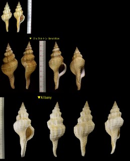 オーストラリアナガニシ Fusinus australis small