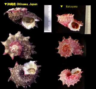 カタベガイ Angaria neglecta small