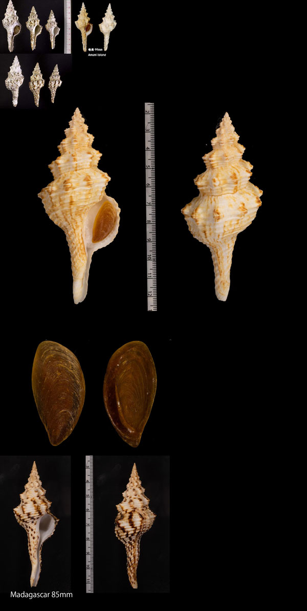 チトセボラ Marmarofusus nicobaricus small