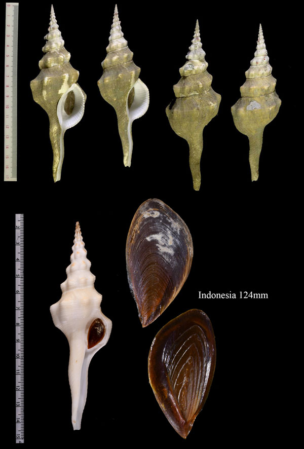 ミガキナガニシ Fusinus undatus small