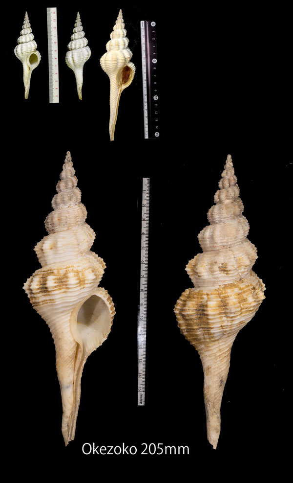イトマキナガニシ Fusinus salisburyi small
