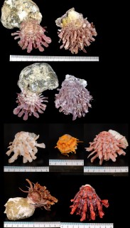 ウミギク Spondylus barbatus small