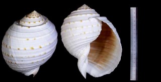 ミヤシロガイモドキ Tonna dolium small