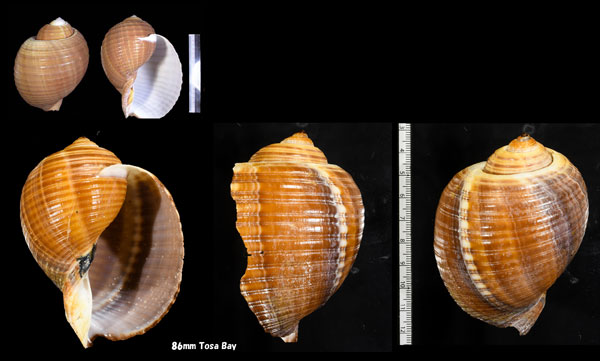 スジウズラガイ Tonna olearium small