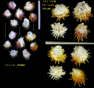 シロウミギク Spondylus castus small