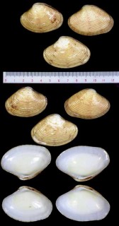 アラメスダレ Paphia crassisulca small